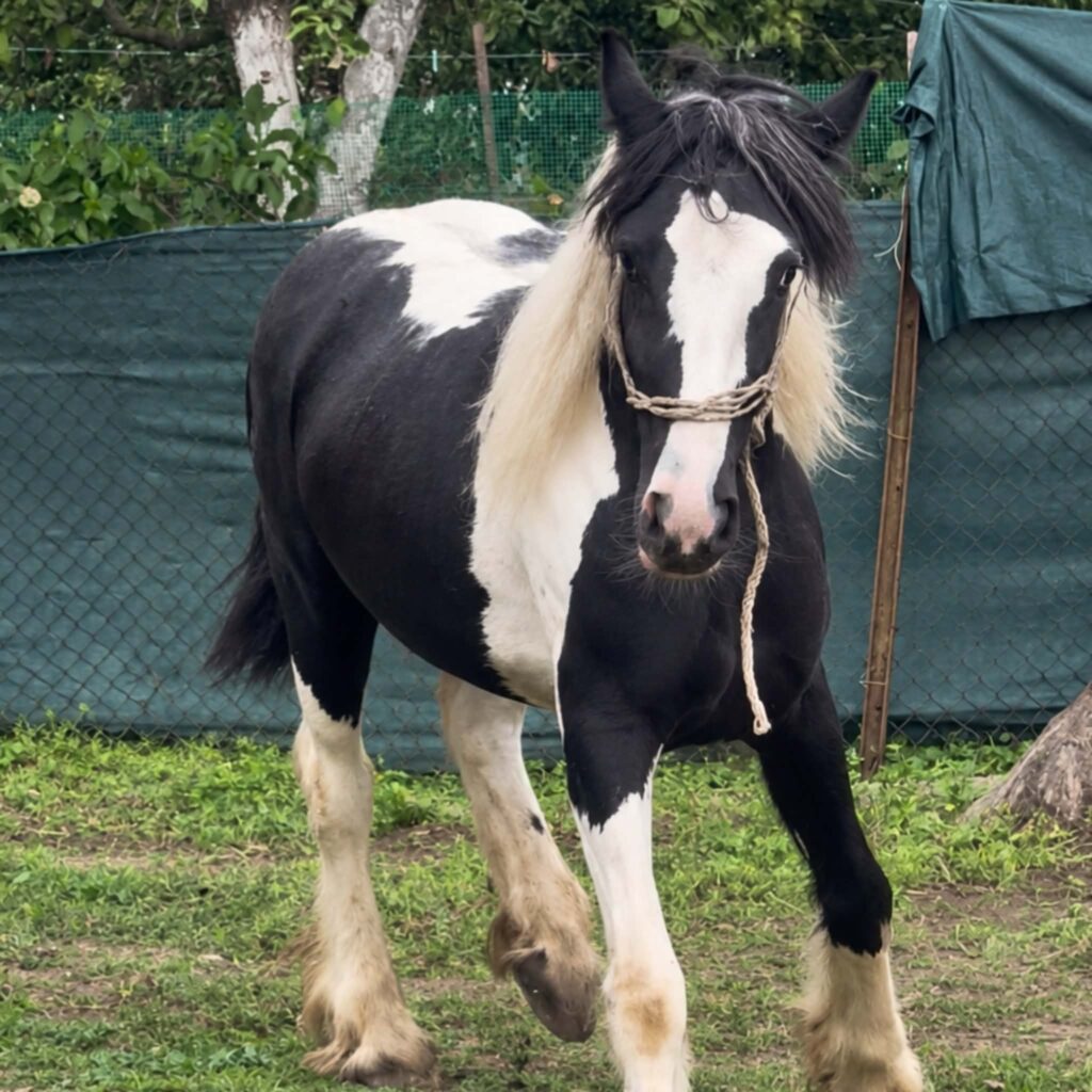 Klara
