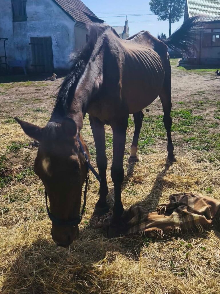 Podopieczni Karmelowych Kopyt